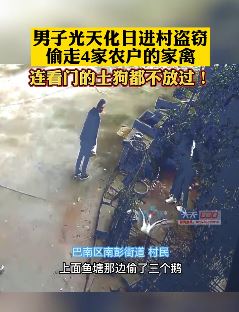 重庆2男子光天化日进村偷家禽被拘