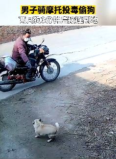 河北邯郸一男子骑摩托投毒偷狗被监控拍下