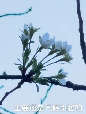 南京鸡鸣寺樱花反季开 专家:温度较高樱花树现"错觉"