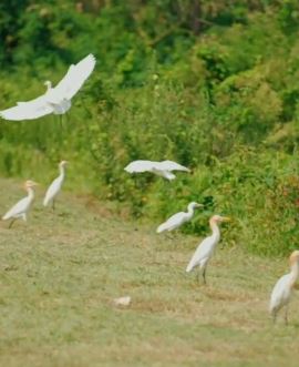 秋风不燥岁月静好 共赏南京最美的秋景