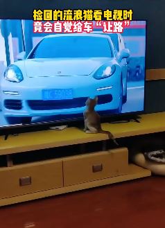 萌宠搞笑：猫咪看电视时竟会自觉给车"让路"
