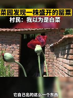 济南山区一菜园发现罂粟 村民：我以为是白菜