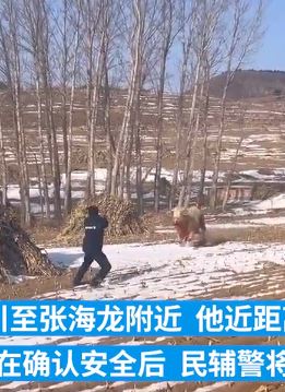 圈养黄牛跑出院外后失控发疯 民警近距离将其击毙