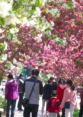 美景欣赏：海棠花盛开 四月充满爱与希望！