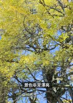 湖南罗家水村5棵千年古银杏树成网红打卡地