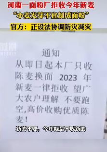 河南一面粉石拒收今年新麦：已经发芽不宜制成面粉
