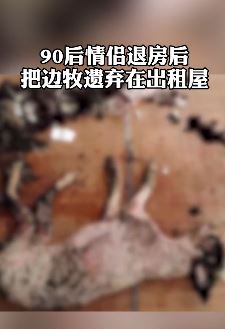 南京一对90后情侣退房后遗弃宠物狗在出租屋 发现时已奄奄一息