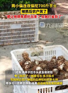山东临沂2男子连夜偷挖700斤芋头被抓 农户：给我们省劲了