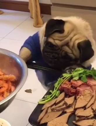 有家教的狗狗，主人不动筷子那就先吃个掉出来的！