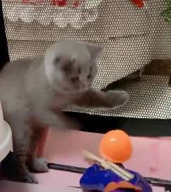 搞笑：可爱的猫咪被挑衅的光头强打败了！