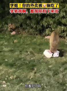 南京工业大学校门口半夜现野猪偷吃外卖