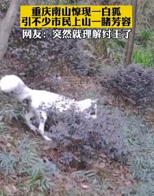 重庆南山惊现一白狐 许多市民上山一睹芳容
