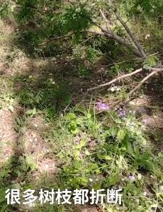 济南一公园槐花被市民折枝采摘 保安举喇叭喊话