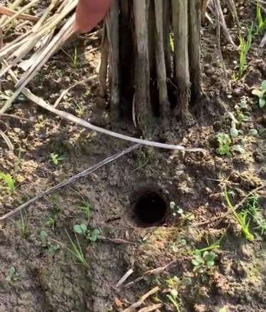 稻田里抓甲鱼，这次挺意外，一下遇到这么多！