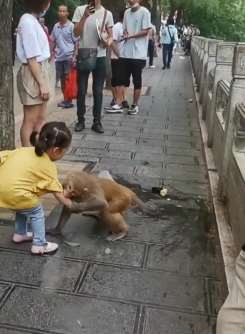 贵阳黔灵山公园一2岁女童喂猴反遭咬一口