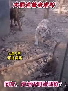 动物园里发生奇葩一幕，大鹅追着老虎咬！网友：虎落平阳被鹅欺！