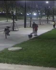 不牵狗绳致金毛撞倒骑车大爷，医疗费近百万，狗主人负全责！