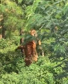 云南辟谣"男子上山捡菌遇老虎打架" 相关部门正对传播视频进行调查