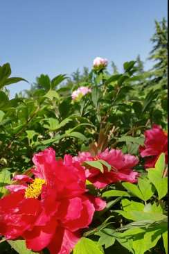 洛阳红牡丹:唯有牡丹真国色,花开时节动京城!