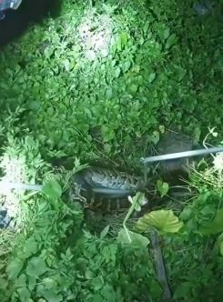 2米长大蟒蛇夜袭养鸡场偷鸡吃 消防员抓获后放生