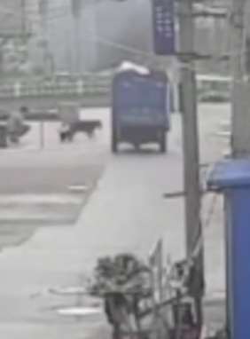 狗主人报案称宠物狗被撞死 警方：遛狗未拴系狗绳负全责