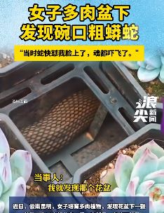 巨蟒藏多肉盆下女子受惊吓