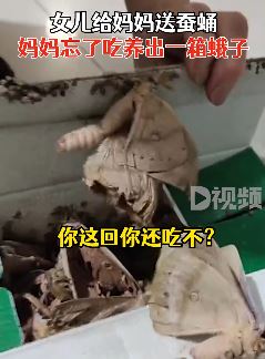 女子收到一箱蚕蛹没吃全化蝶