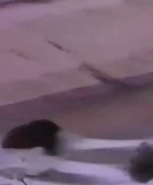 武汉一农妇被野猪袭击身亡