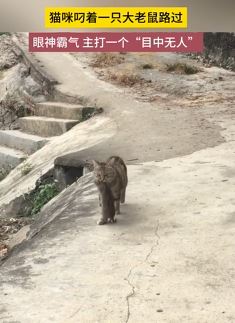 霸气猫咪叼着一只大老鼠路过 气势有种目中无人的之感