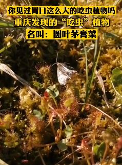 重庆发现"吃虫"植物 名叫：圆叶茅膏菜