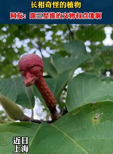 长相酷似"外星人"植物，你知道这是什么植物吗？