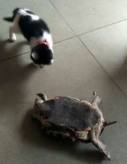 "乐于助人"猫咪，在它的帮助下乌龟终于翻身了！