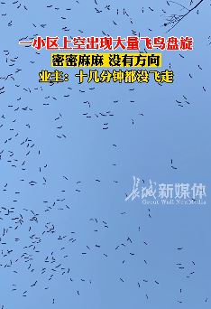 安徽合肥一小区上空现大量飞鸟盘旋