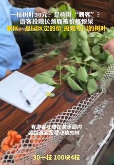 景区投喂长颈鹿一枝树叶30元 游客被价格惊呆！