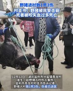 野猪进村袭击村民致1死3伤 民警将其击毙