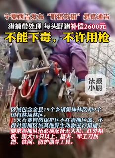 六盘山野猪泛滥成灾 当地公开招募捕猎队伍