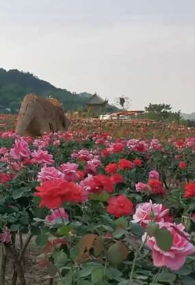 重庆一男子种百亩玫瑰花 众多游客来此打卡赏花