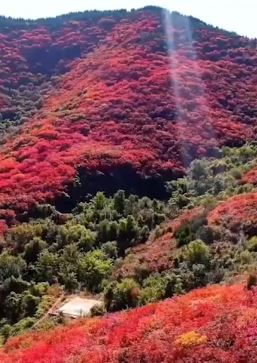 山东济南红叶迎来最佳观赏期 漫山遍野层林尽染如在画中游