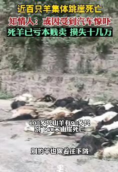 近百只羊疑因受惊集体跳崖死亡 户主将死羊亏本贱卖
