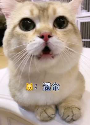 挑战全网最聪明的猫