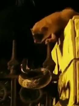 难得一见！北京一小区上演"黄鼠狼大战青蛇" 许多业主前来围观！