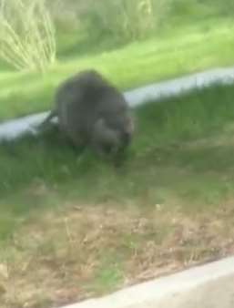 罕见！国家一级保护动物河狸现身新疆青龙湖公园！