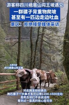 峨眉山骡子背重物爬坡引关注 有一匹边走边吐血
