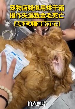 深圳一宠物店给金毛洗澡后疑似用烘干箱致死
