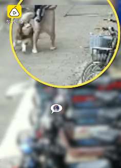 东莞一男童被狗疯狂撕咬缝多针  给狗主人要钱称没钱
