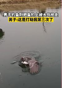 男子钓鱼被大鸟频繁打劫 鱼刚拉出水面就被抢走