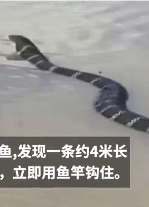 云南一村民在鱼塘钓上一条4米长眼镜王蛇并报警