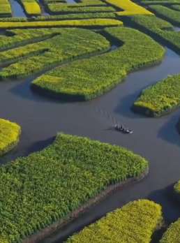 江苏兴化"垛田"上满油菜花分外美 吸引众多游客观光