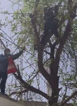 六旬大爷爬树摘榆钱挂破裤子 装一包能卖20元