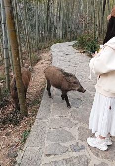 琅琊山景区现野猪 游客站跟前拍照